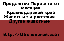 Продаются Поросята от 2 месяцев - Краснодарский край Животные и растения » Другие животные   